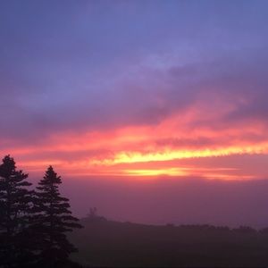 Meet your Posher, Rose